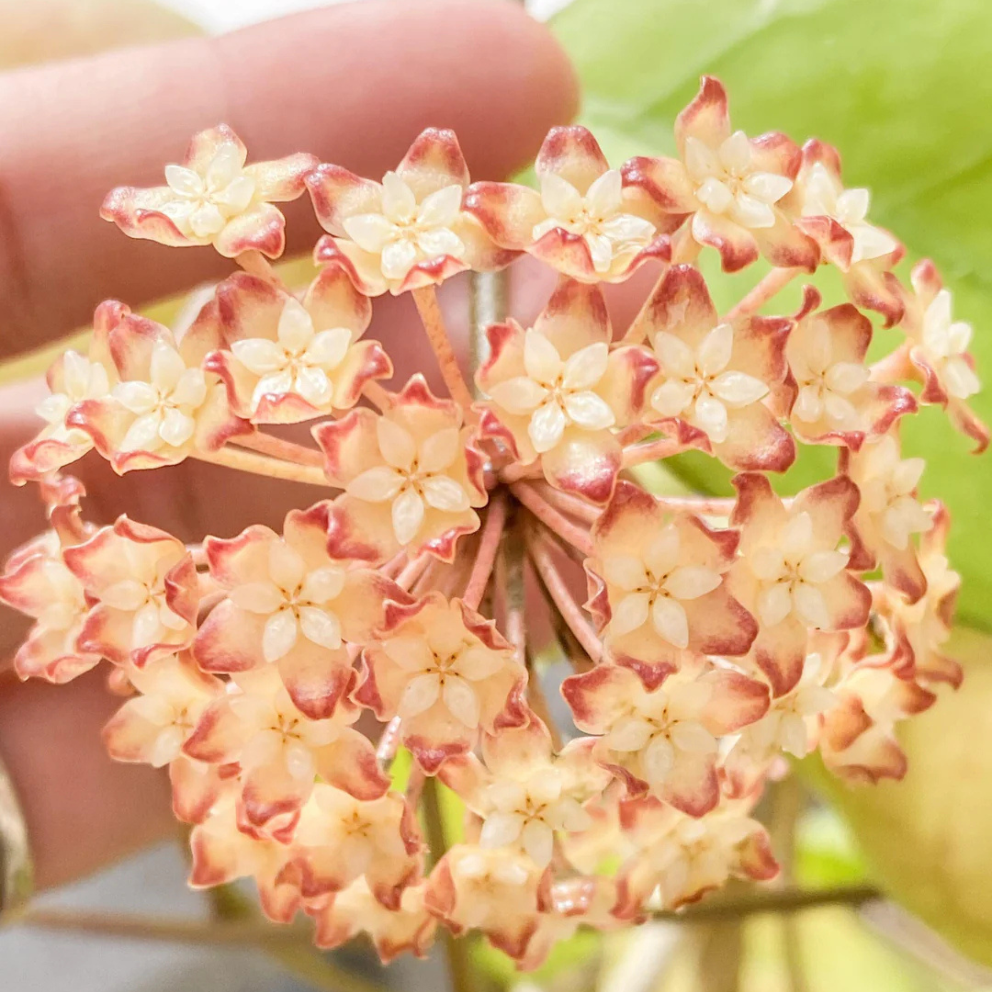 Hoya Viola