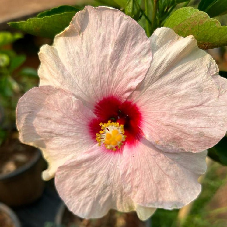 Hibiscus Pink and White Double Shade Hybrid Flowering Live Plant
