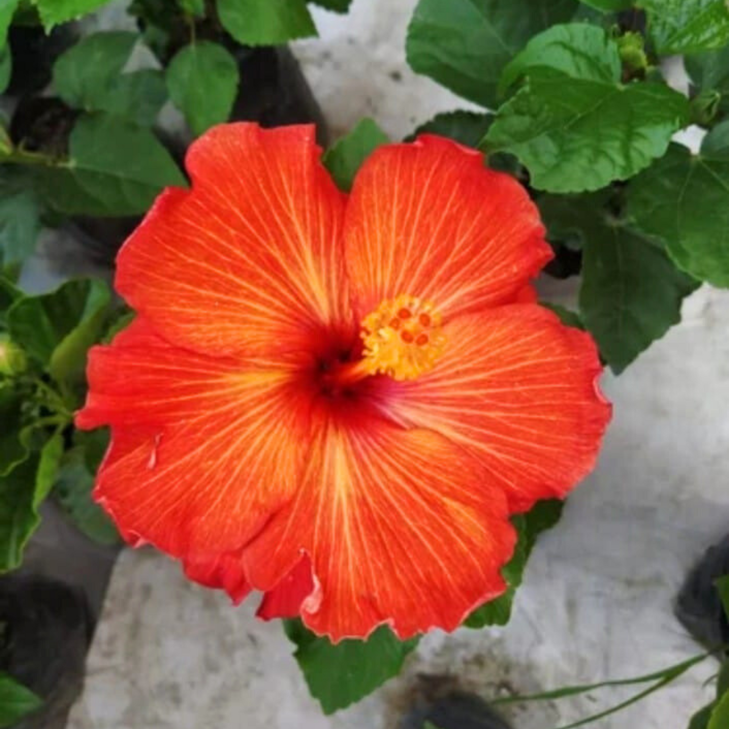 Hybrid Red-Orange Hibiscus Flowering Live Plant