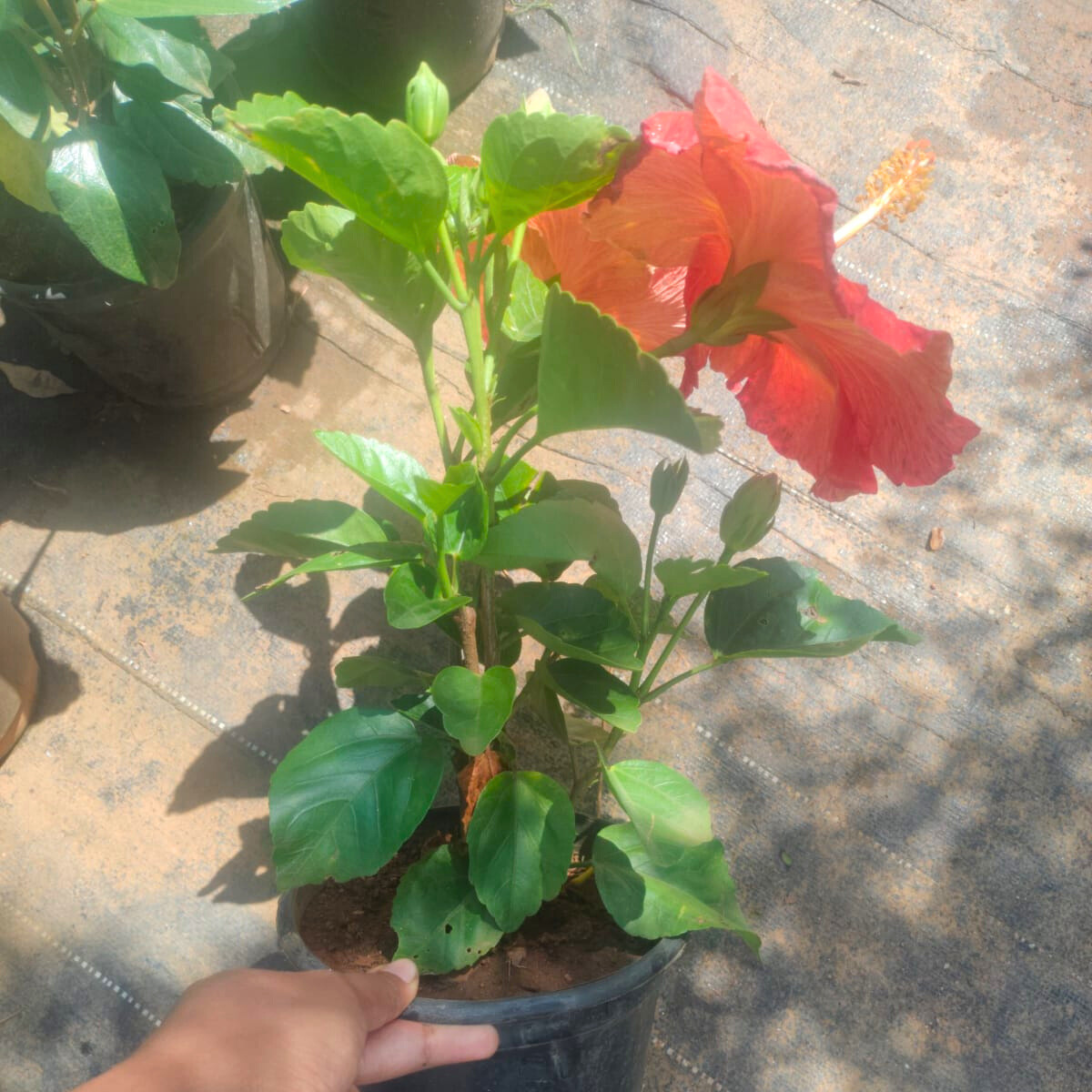 Hybrid Red-Orange Hibiscus Flowering Live Plant