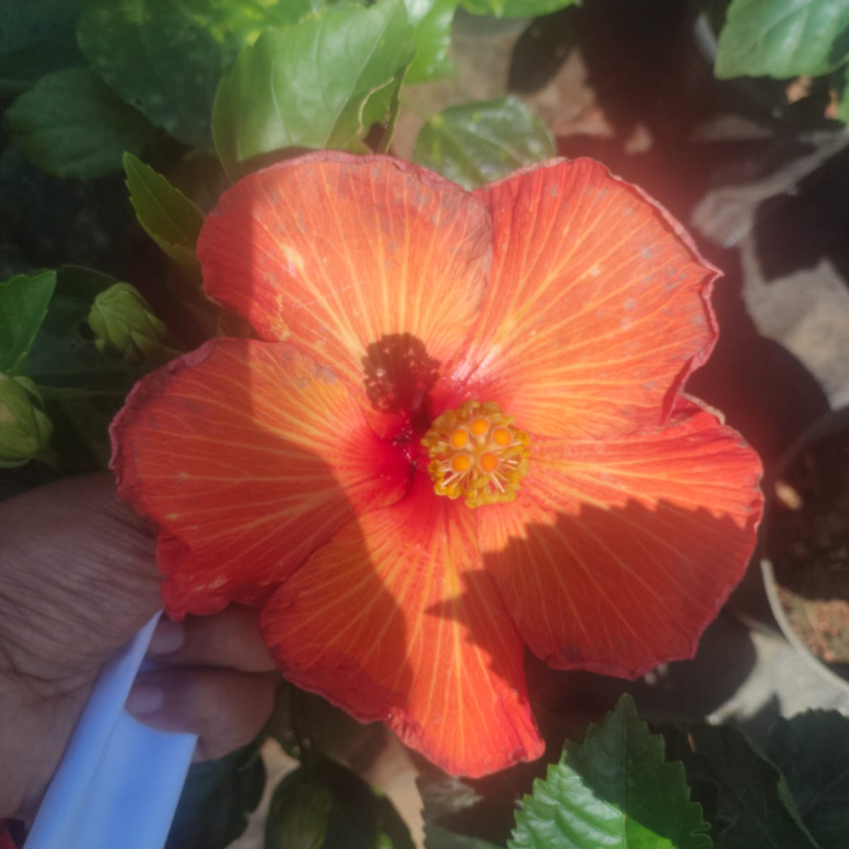 Hybrid Red-Orange Hibiscus Flowering Live Plant