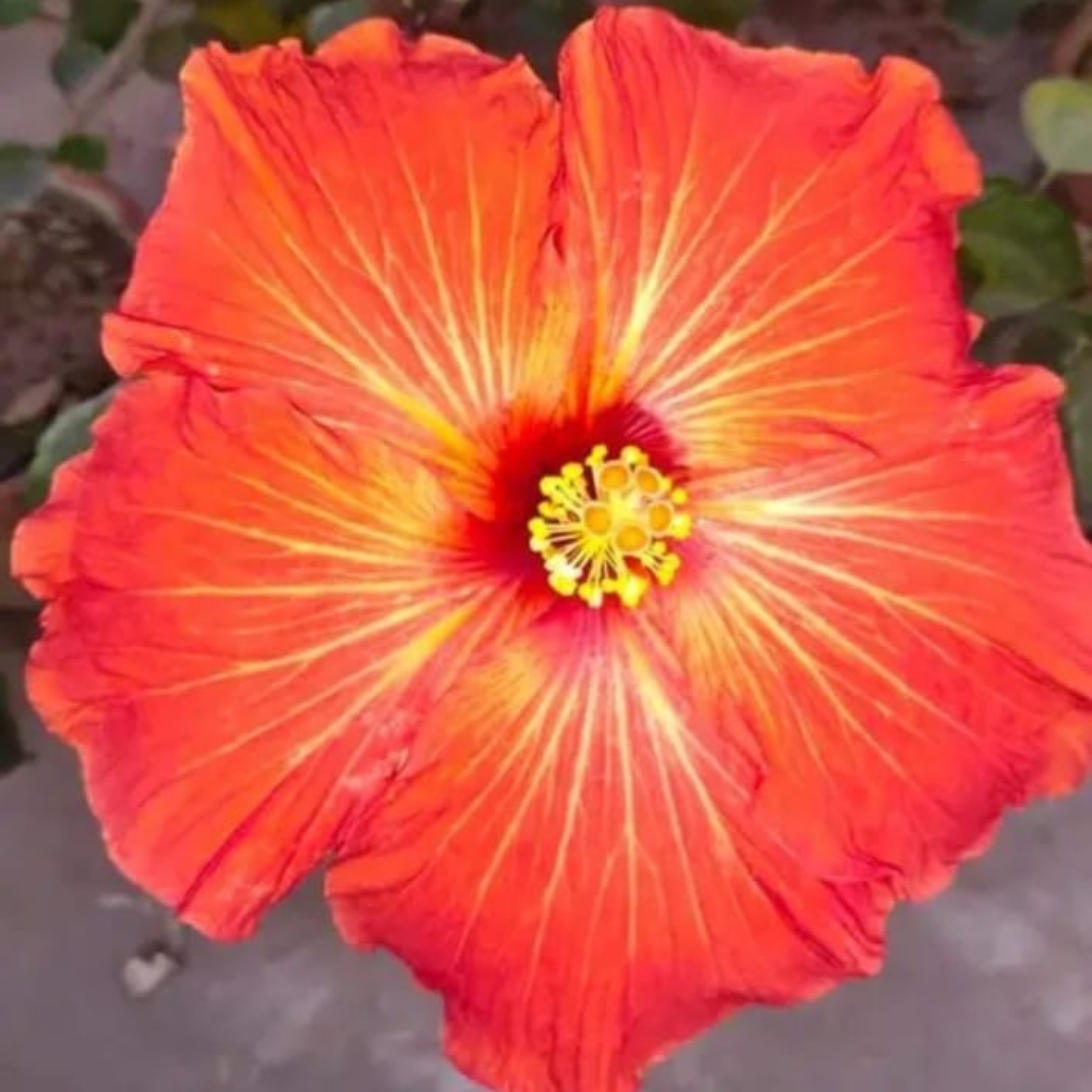 Hybrid Red-Orange Hibiscus Flowering Live Plant