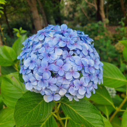 Hydrangea Blue (Hydrangea macrophylla) Flowering Live Plant