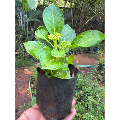Hydrangea Blue (Hydrangea macrophylla) Flowering Live Plant