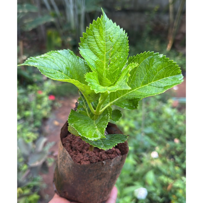 Hydrangea Pink (Hydrangea macrophylla) Flowering Live Plant