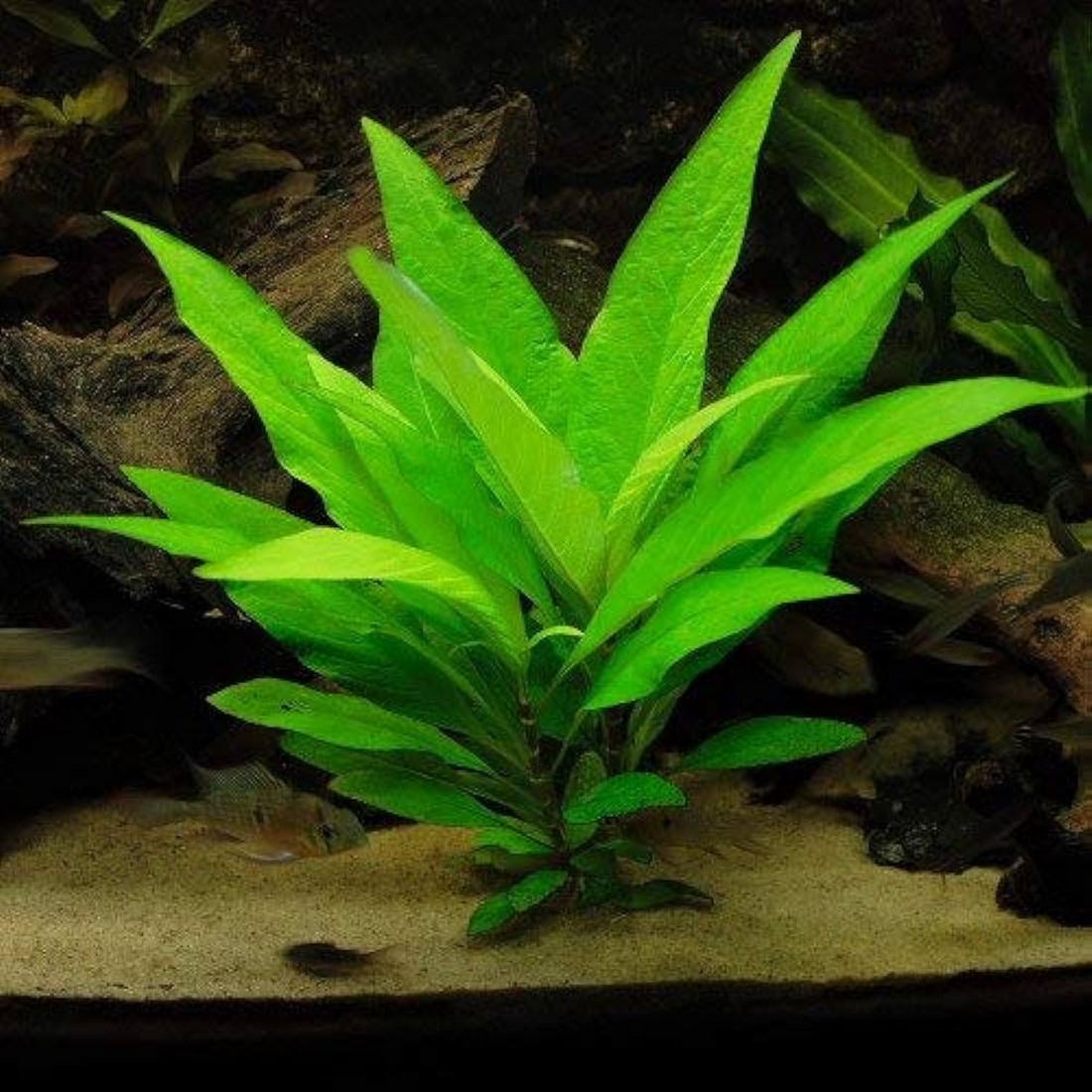 Hygrophila Corymbosa Aquatic Live Plant