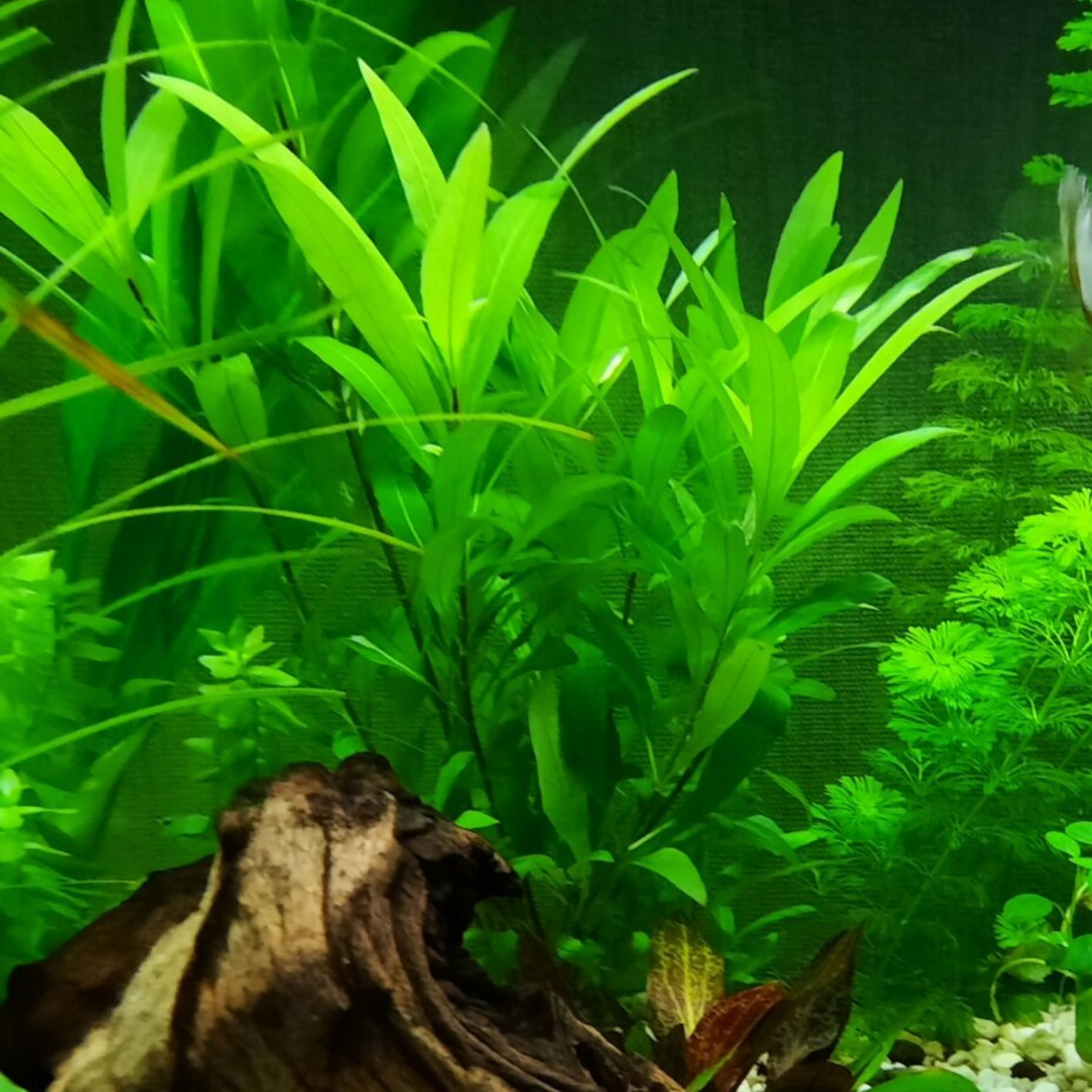 Hygrophila Corymbosa Aquatic Live Plant