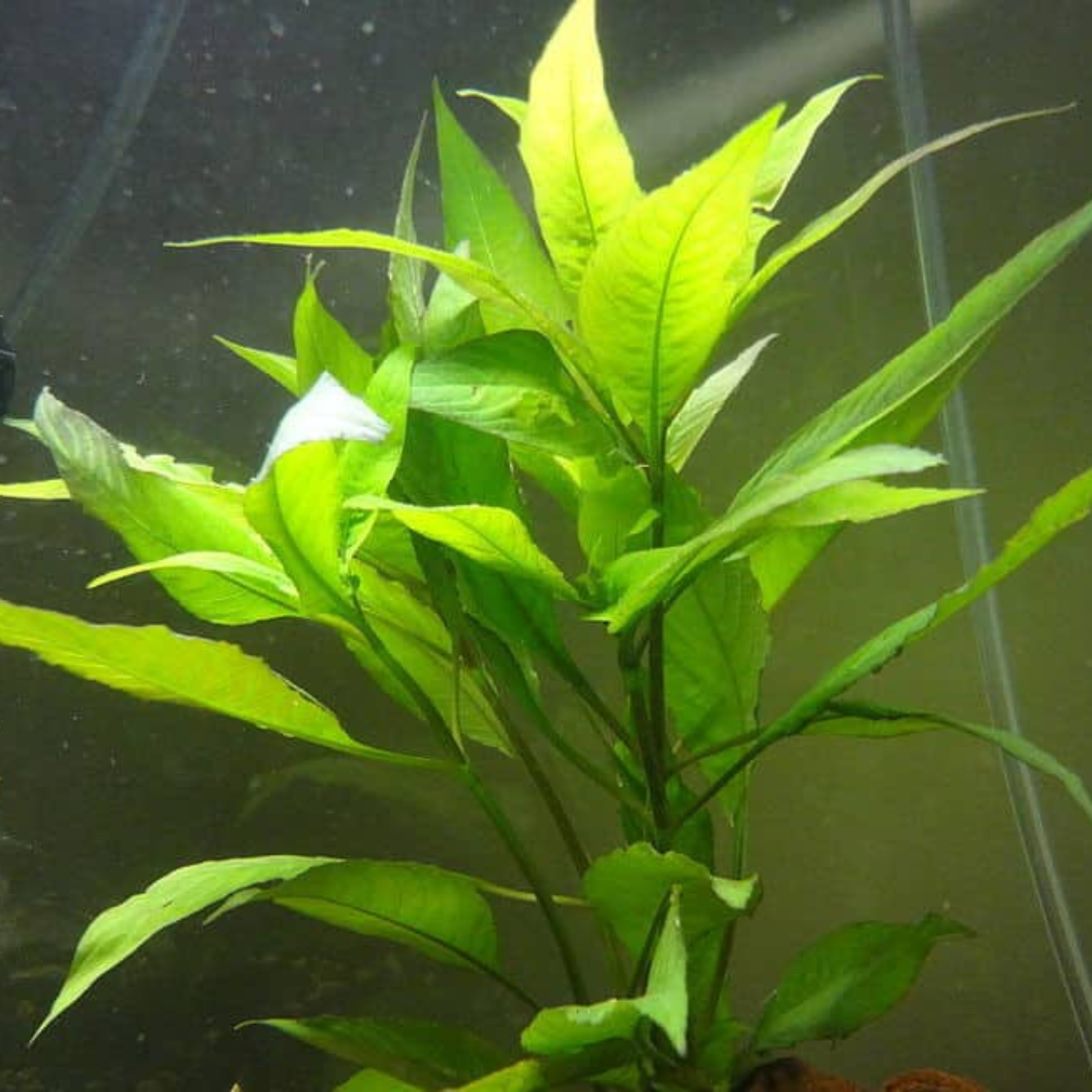 Hygrophila Corymbosa Compacta Aquatic Live Plant