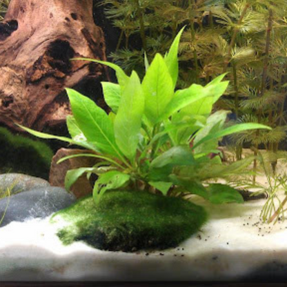 Hygrophila Corymbosa Compacta Aquatic Live Plant