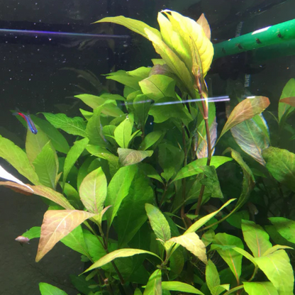 Hygrophila Corymbosa &