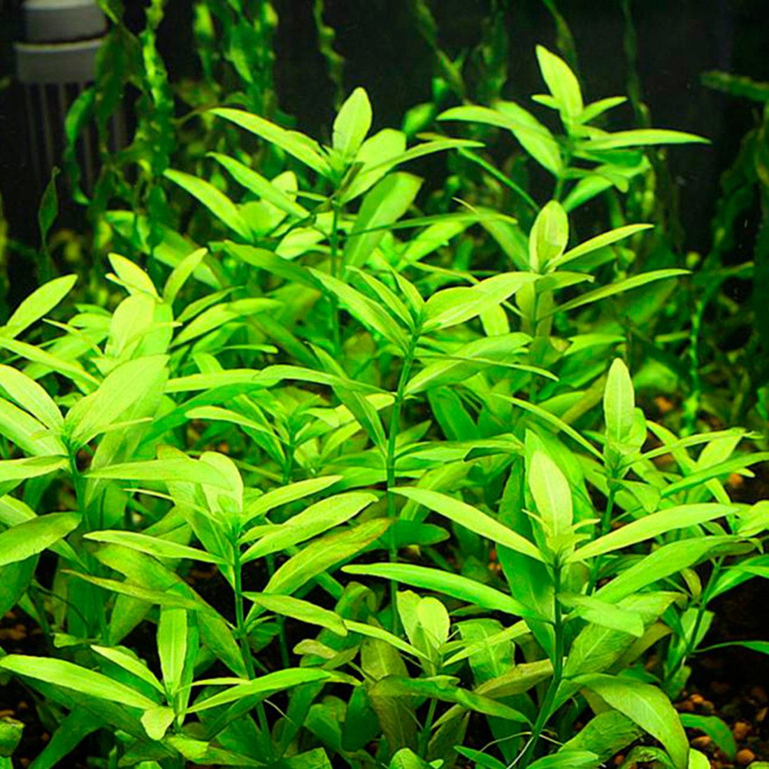 Hygrophila Polysperma Green Aquatic Live Plant