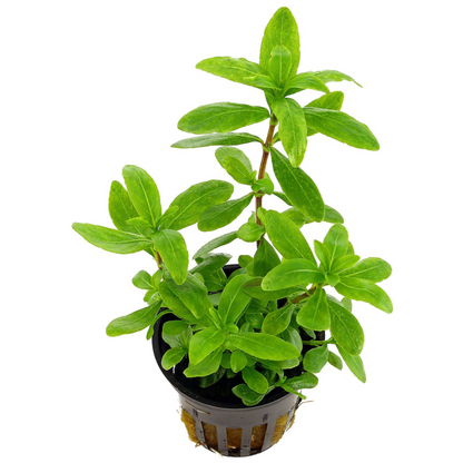 Hygrophila Polysperma Green Aquatic Live Plant