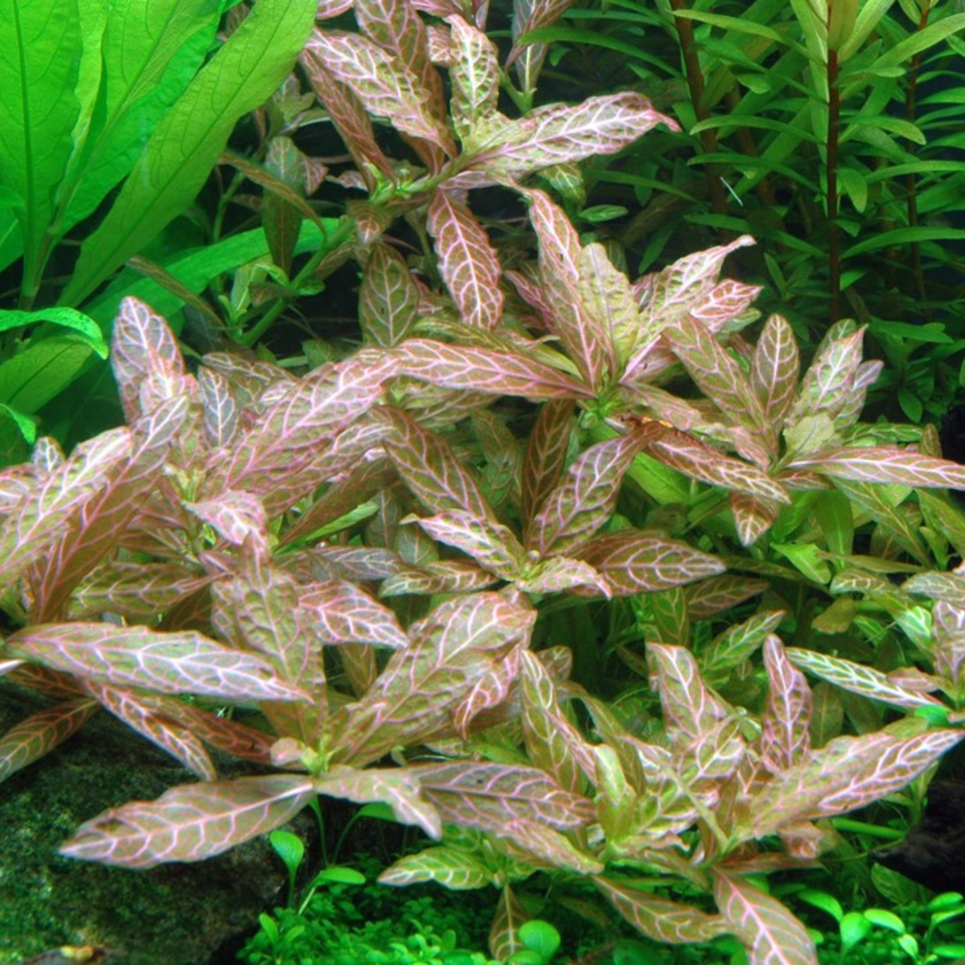 Hygrophila Polysperma Rosanervig Aquatic Live Plant