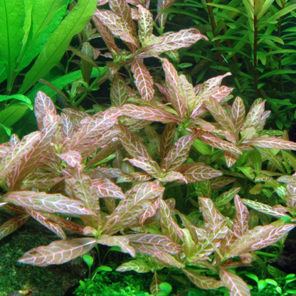 Hygrophila Polysperma Rosanervig Aquatic Live Plant