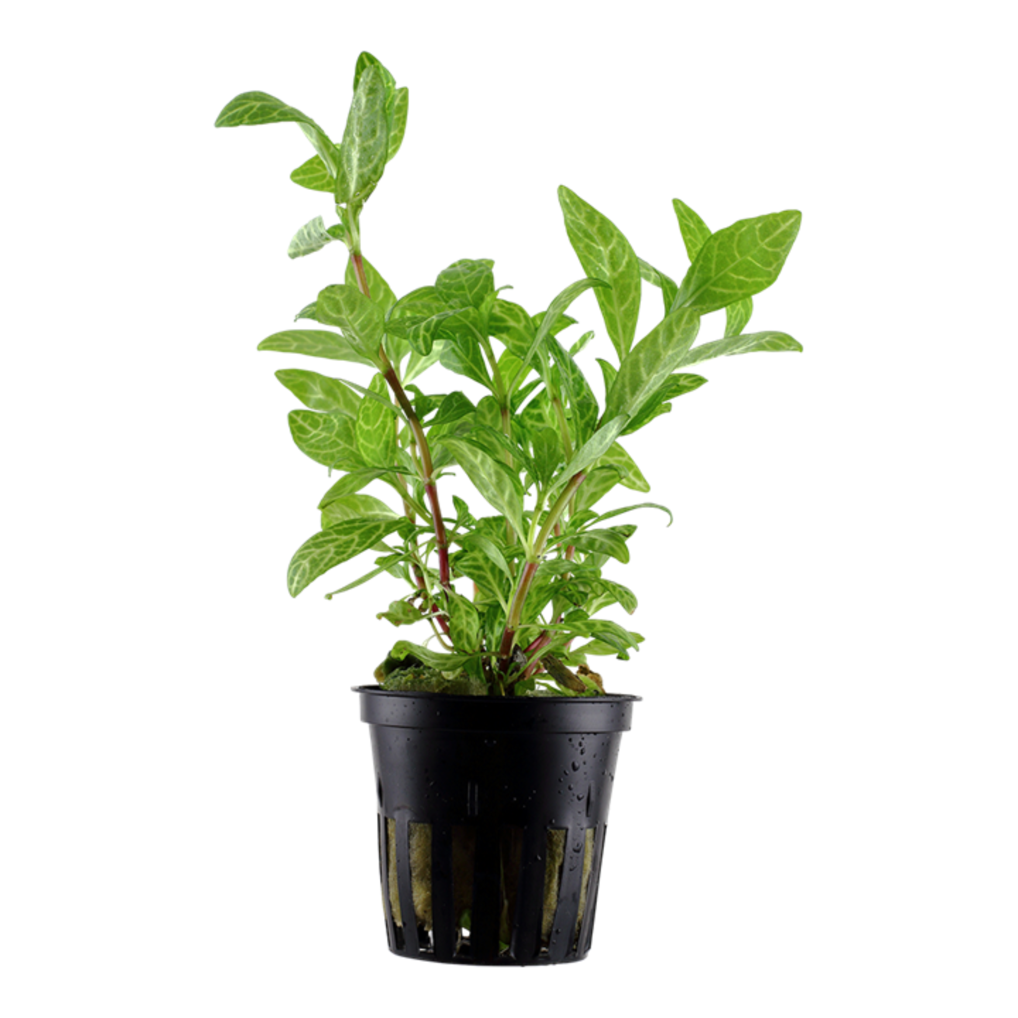 Hygrophila Polysperma Rosanervig Aquatic Live Plant