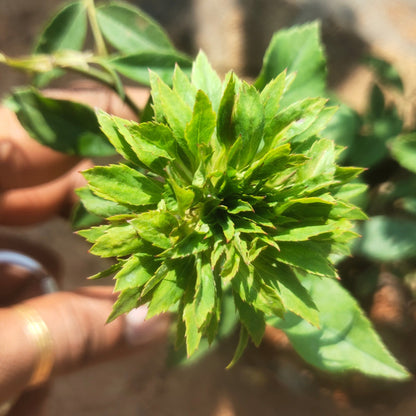 Green Rose Flowering Grafted Live Plant