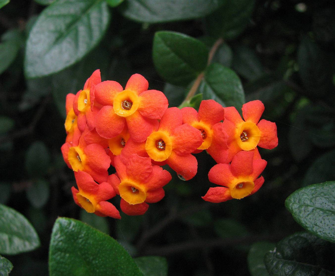 Fragrant Panama Rose (Rondeletia odorata) Flowering Live Plant