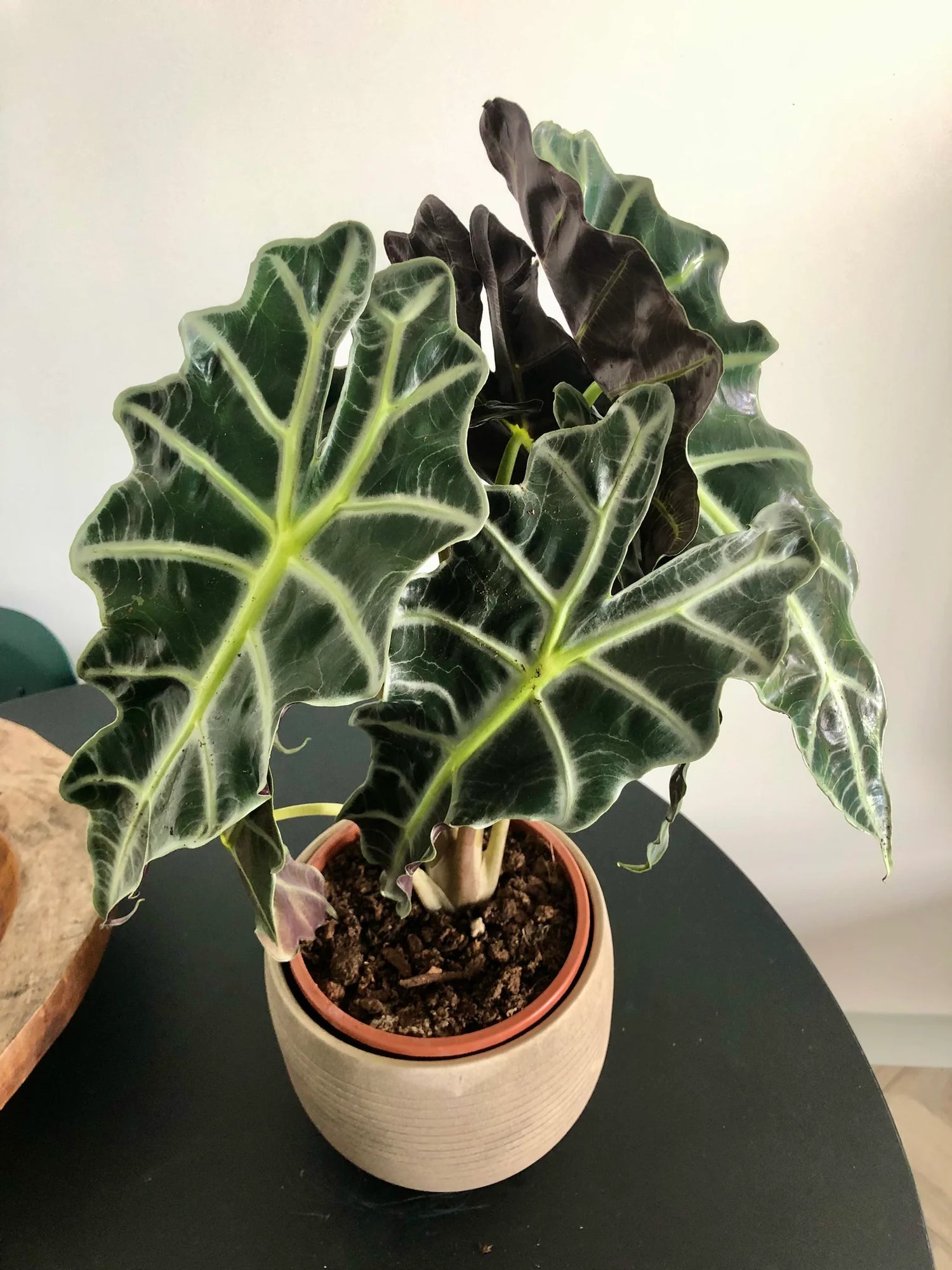 Alocasia Amazonica (Elephant&