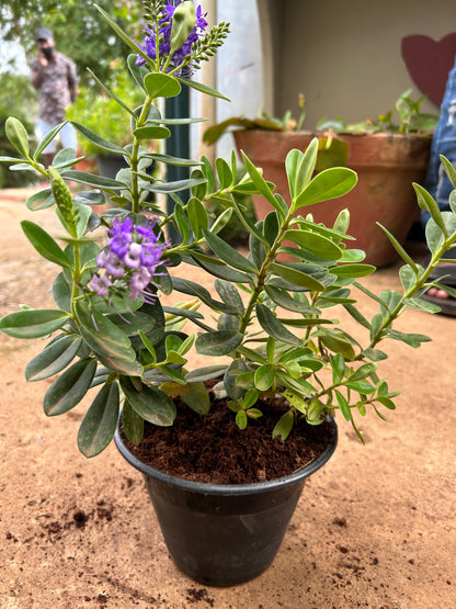 Rare Hebe Speciosa Blue Flowering Live Plant