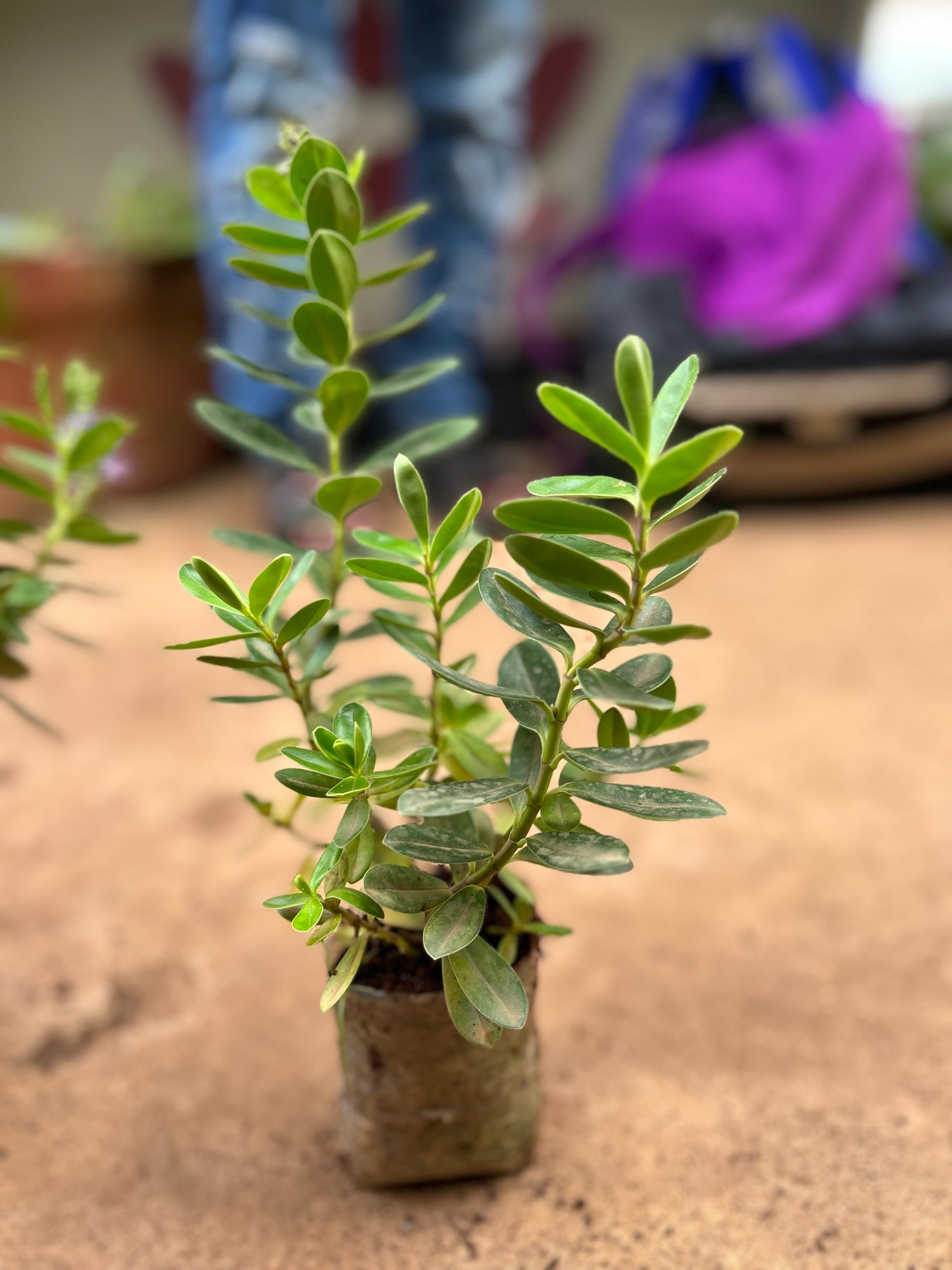 Rare Hebe Speciosa Blue Flowering Live Plant