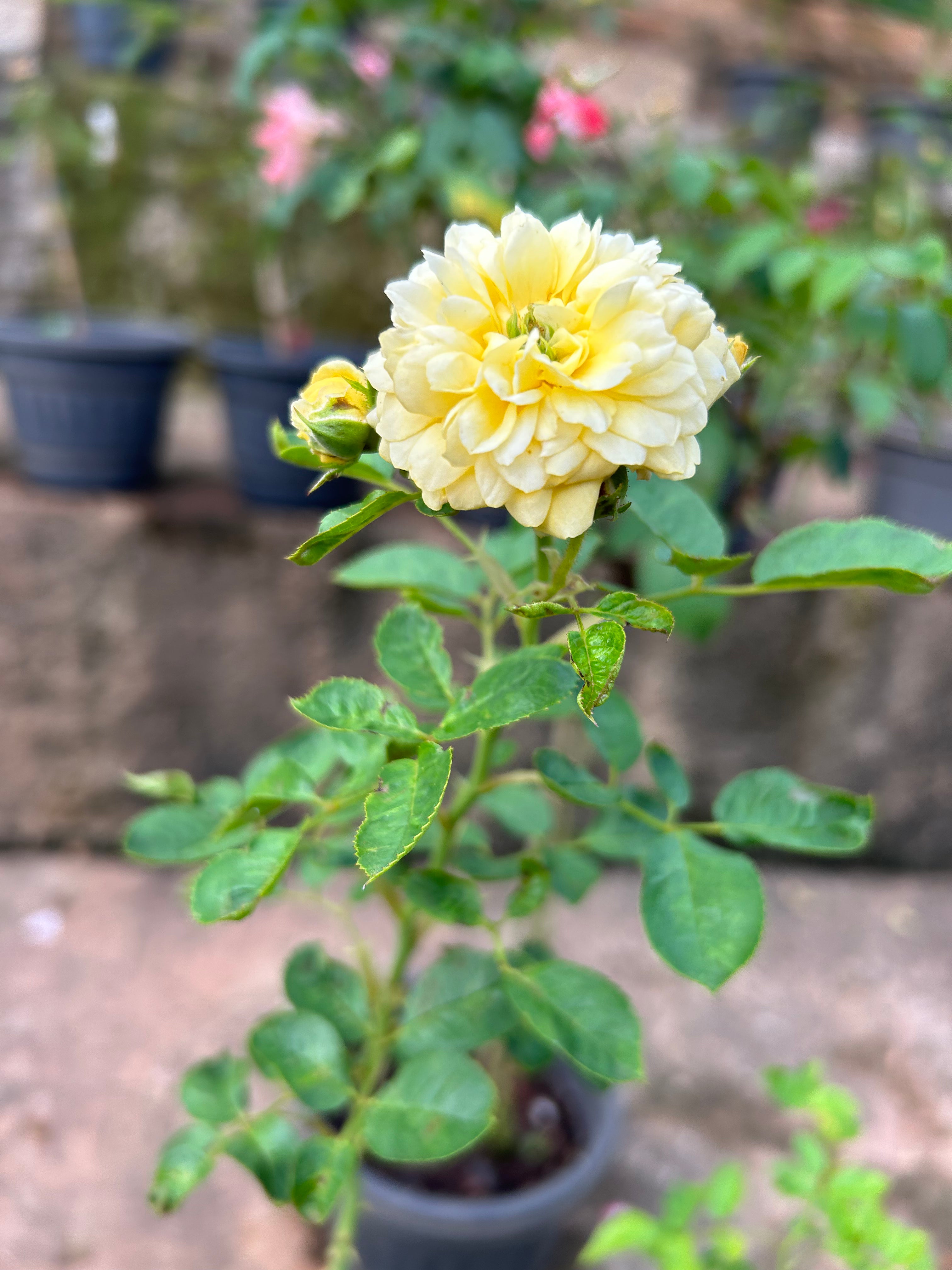 Anny Duperey Yellow Rose Flowering Grafted Live Plant with Flower