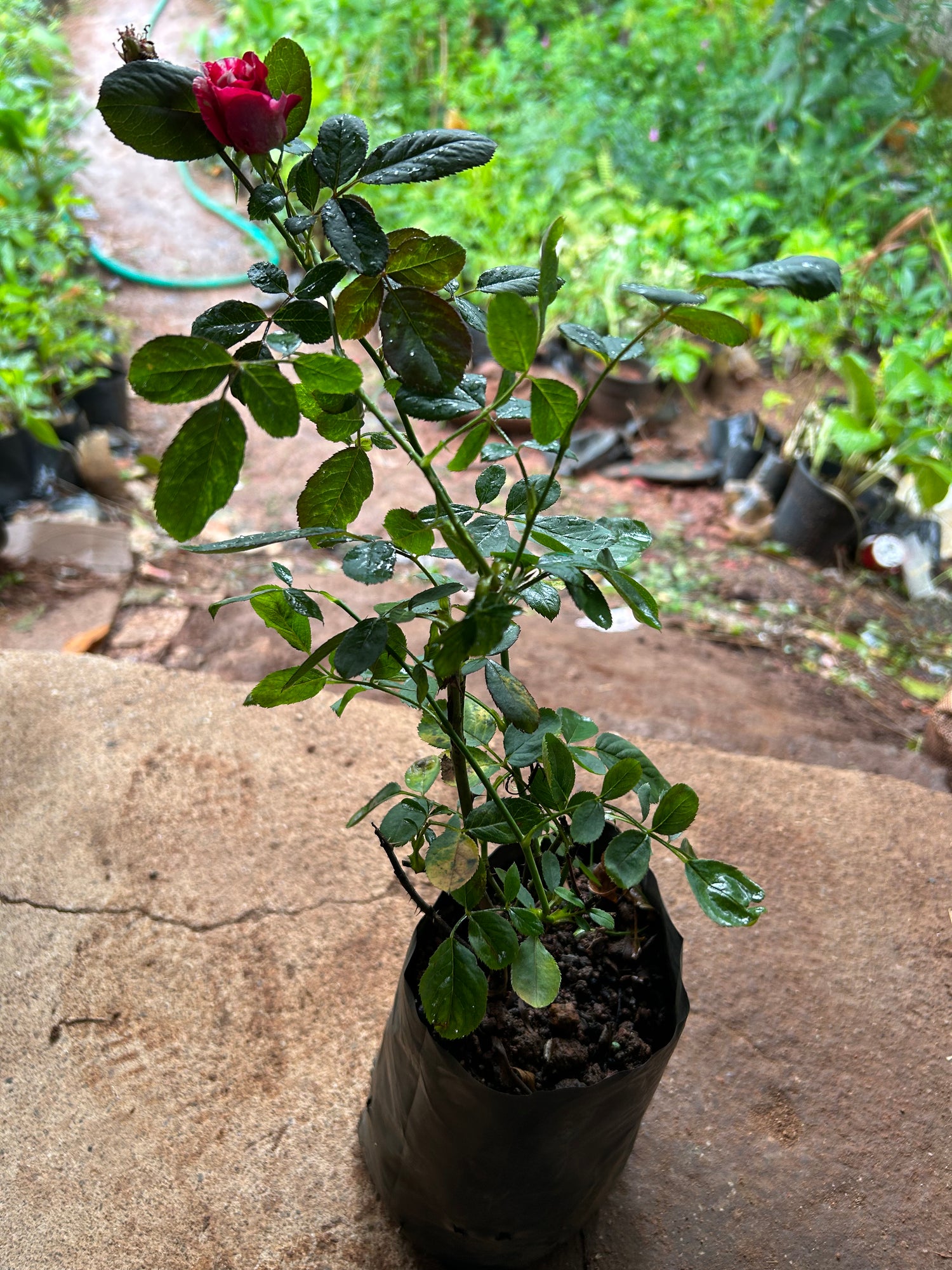 Scentimental Grafted Rose Live Plant