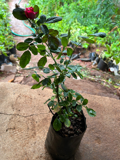 Scentimental Grafted Rose Live Plant