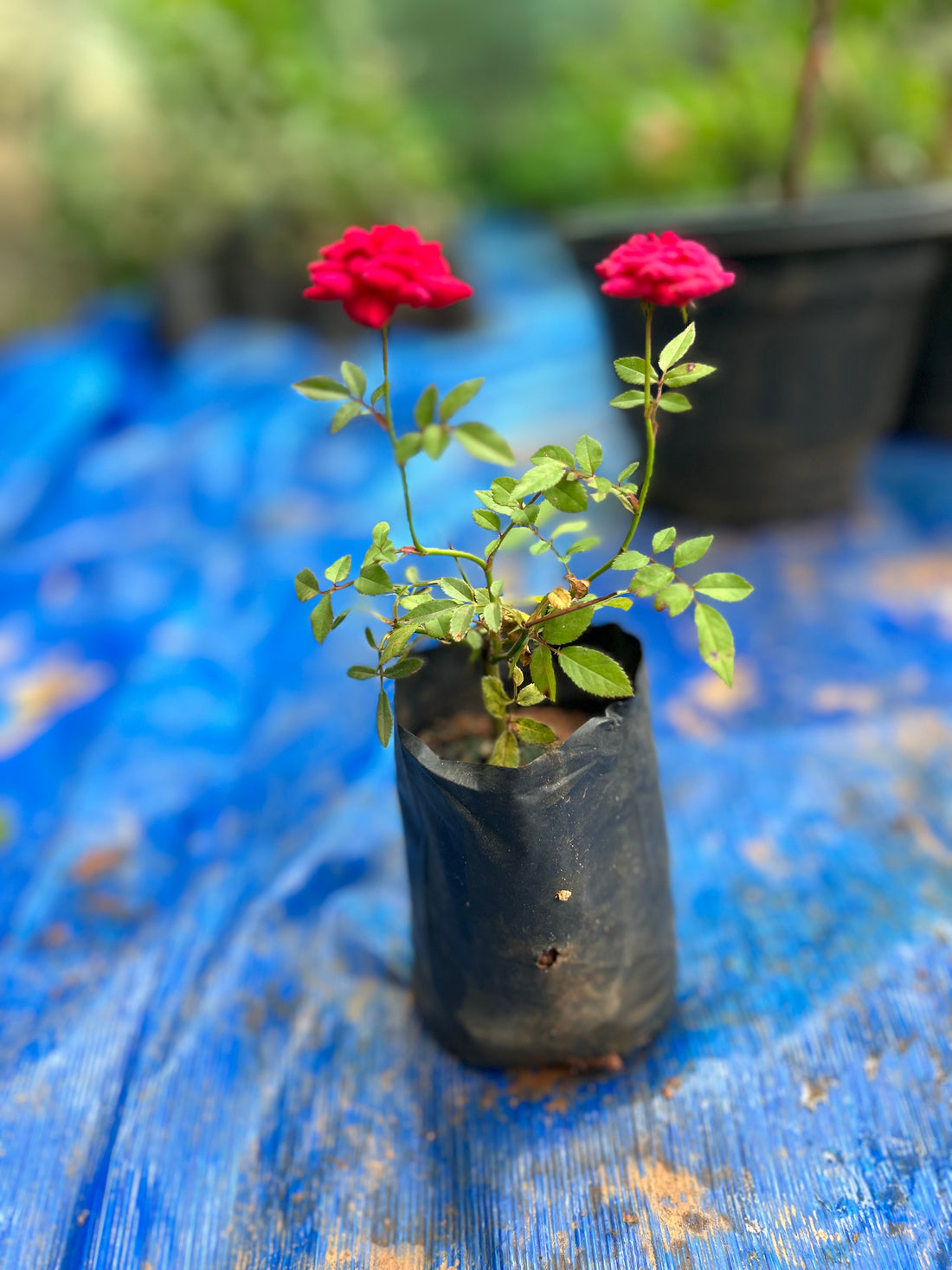Miniature Red Button Rose Live Plant
