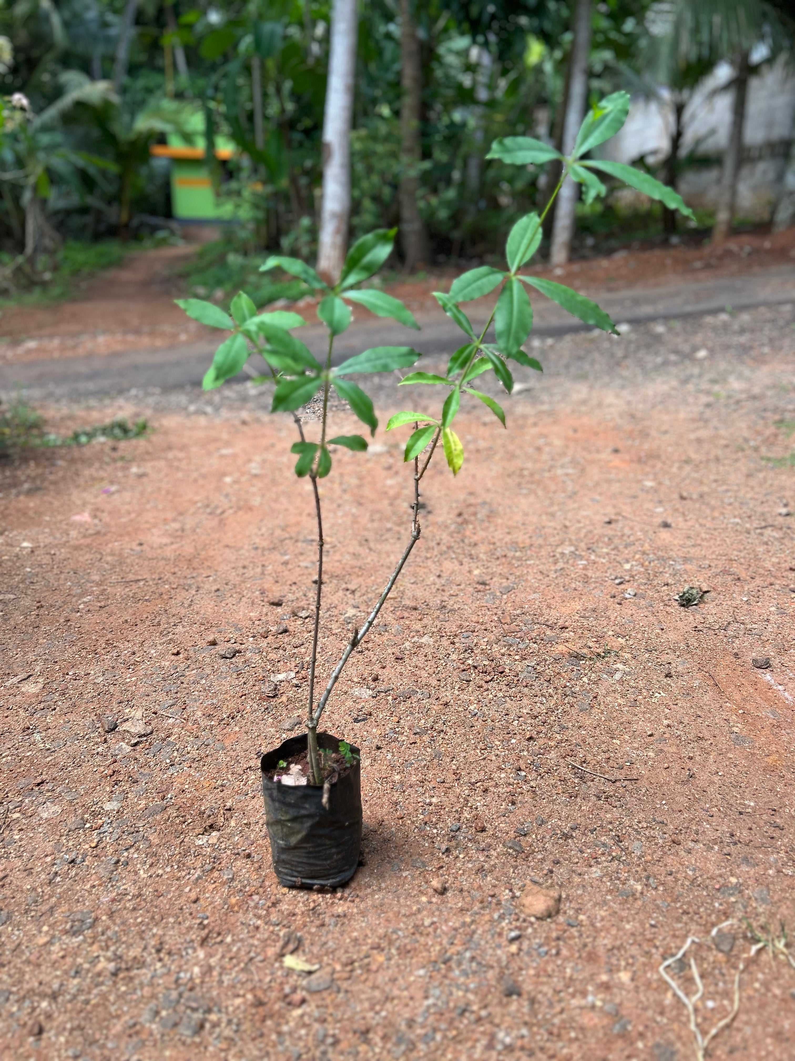 Allamanda Yellow Double Petal Creeper/Climber Flowering Live Plant