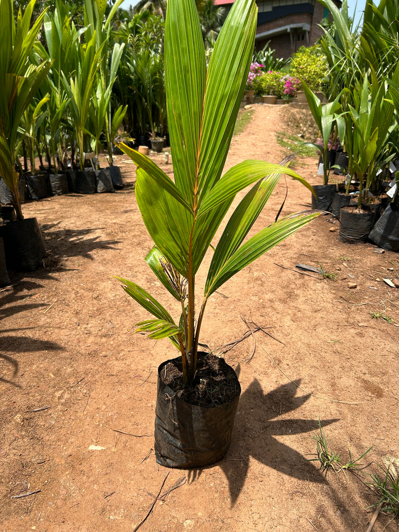 Tall x Dwarf (T x D) Coconut Tree Plant