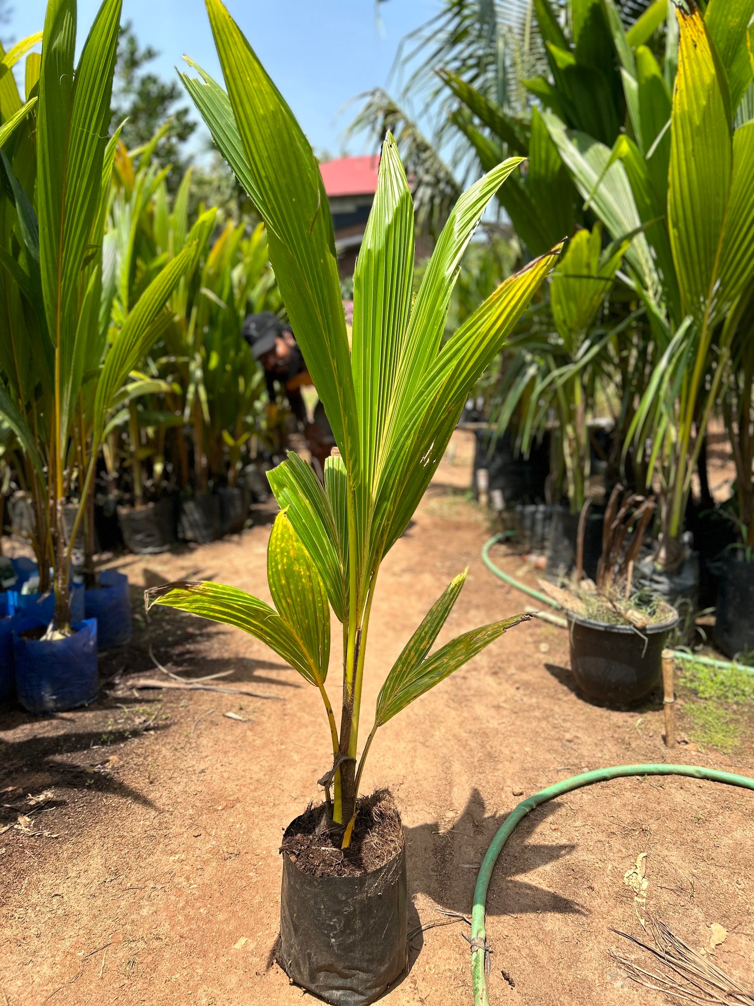 Yellow Malayan Dwarf Coconut Tree Plant