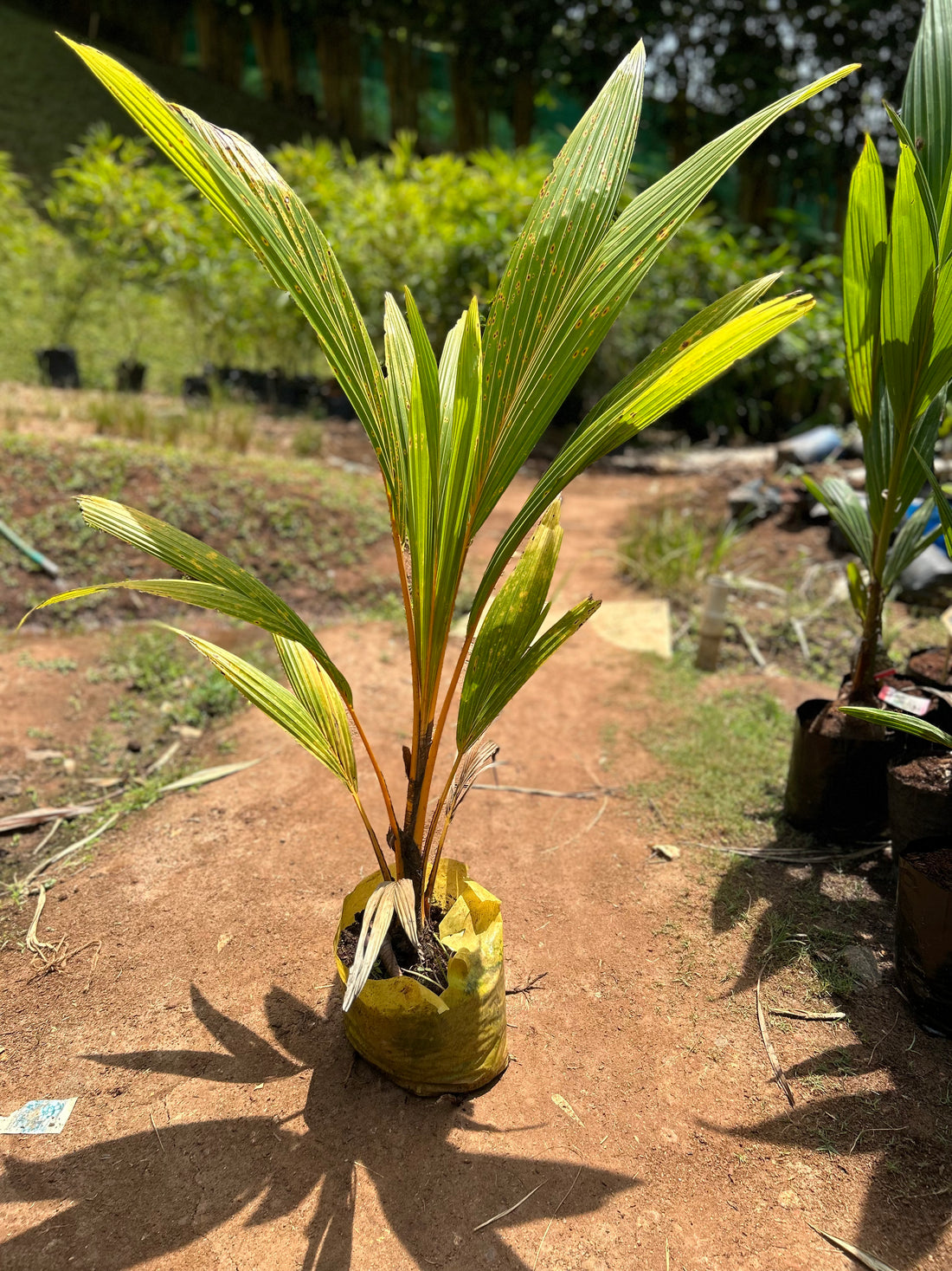 Chavakkadan Red Dwarf Coconut Tree Plant (Tender Coconut Plant)
