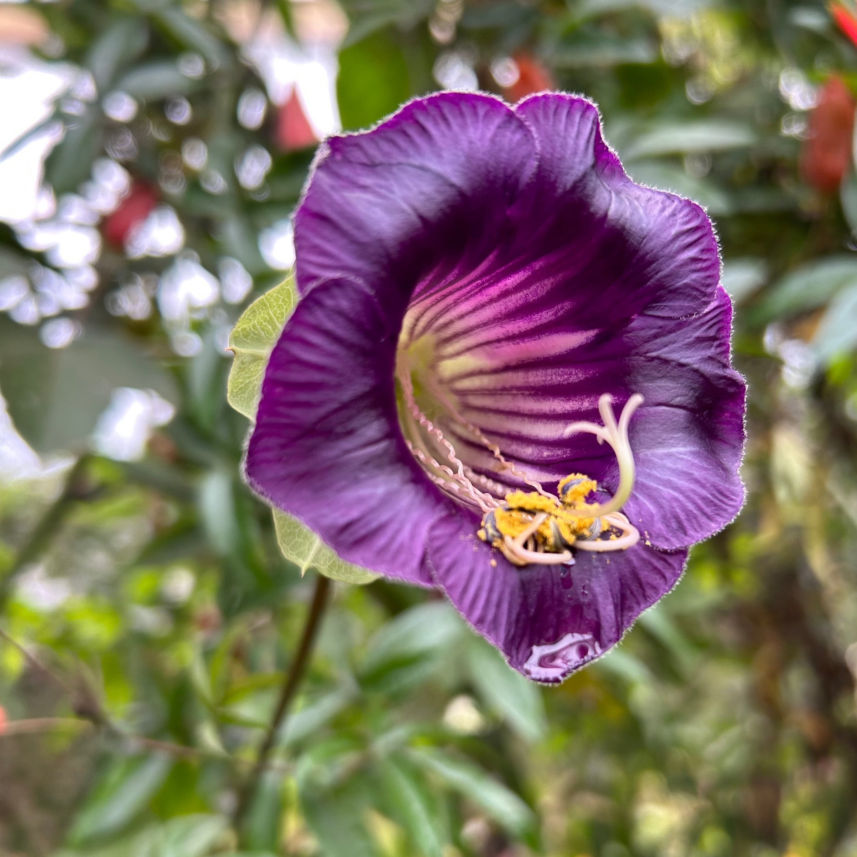 Cobaea Scandens (Cup and Saucer Vine) Flowering Creeper Rare Live Plant