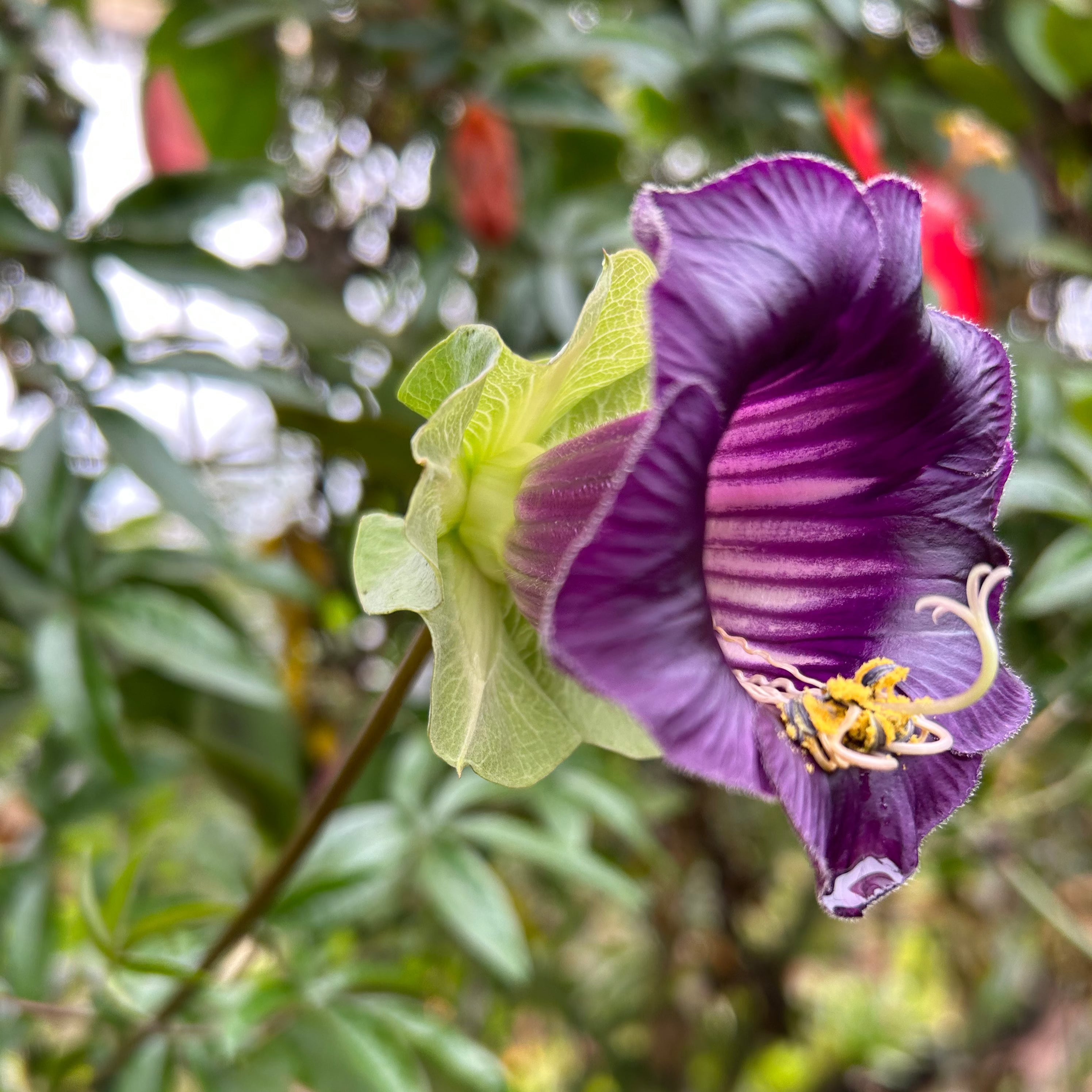 Cobaea Scandens (Cup and Saucer Vine) Flowering Creeper Rare Live Plant