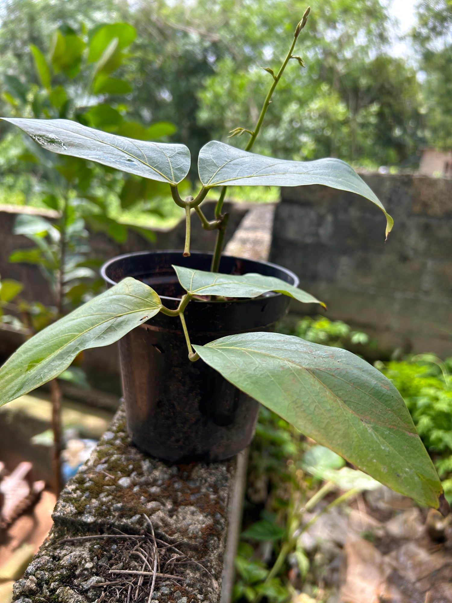 Nema/Blue Jade Vine (Strongylodon macrobotrys) &amp; Red Jade Vine (Mucuna Bennettii) Combo Live Plants