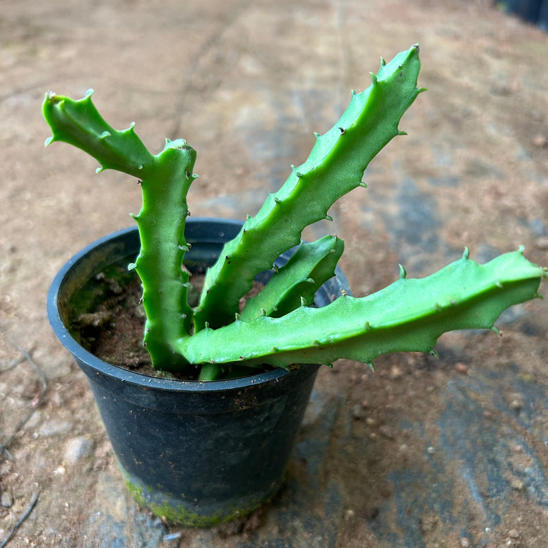 Caralluma umbellata Flowering Cactus Live Plant with Pot