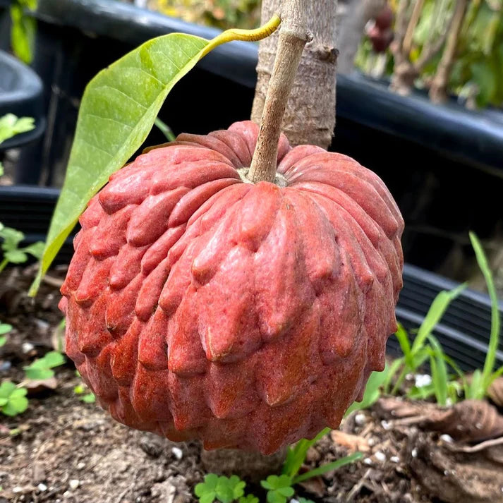 Red Geffner (Annona squamosa) Live Fruit Plant