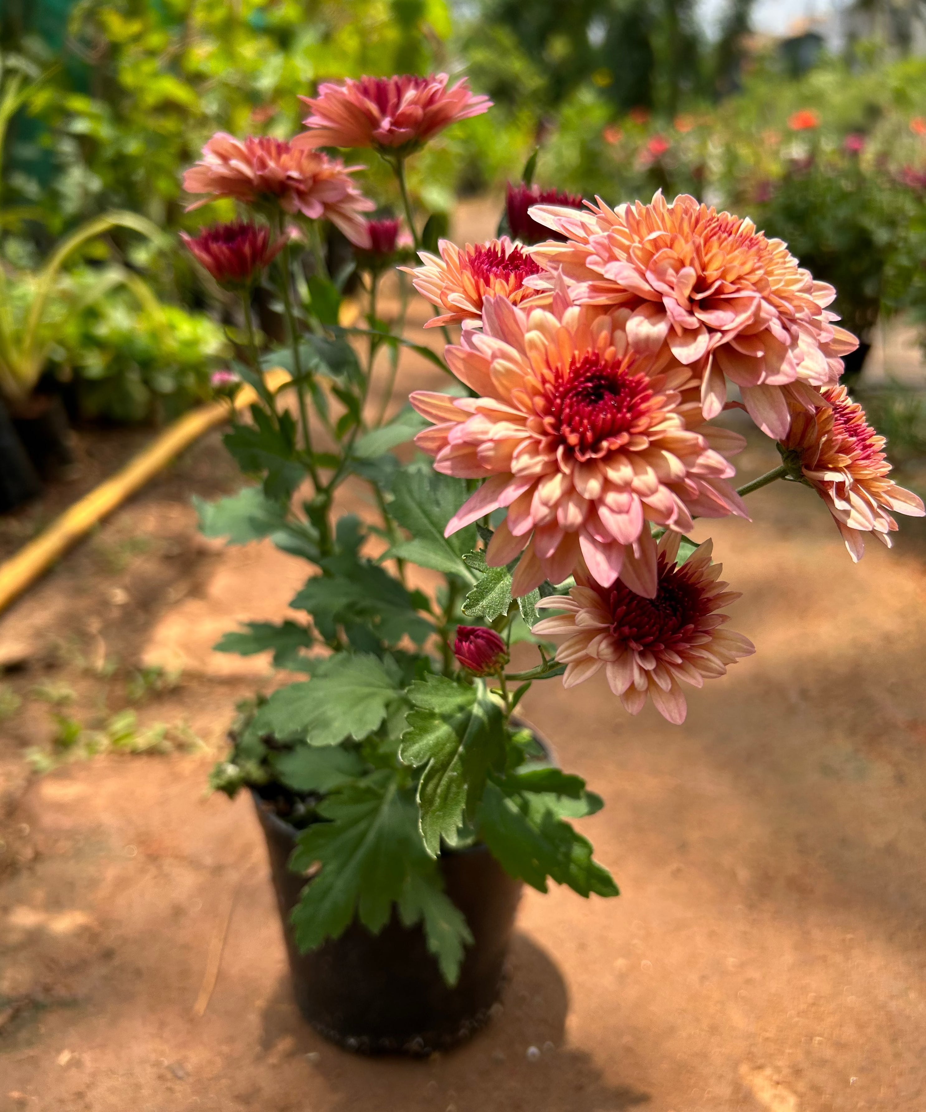 Dwarf Salmon Pink Chrysanthemum Flowering Live Plant - Pot with Flowers