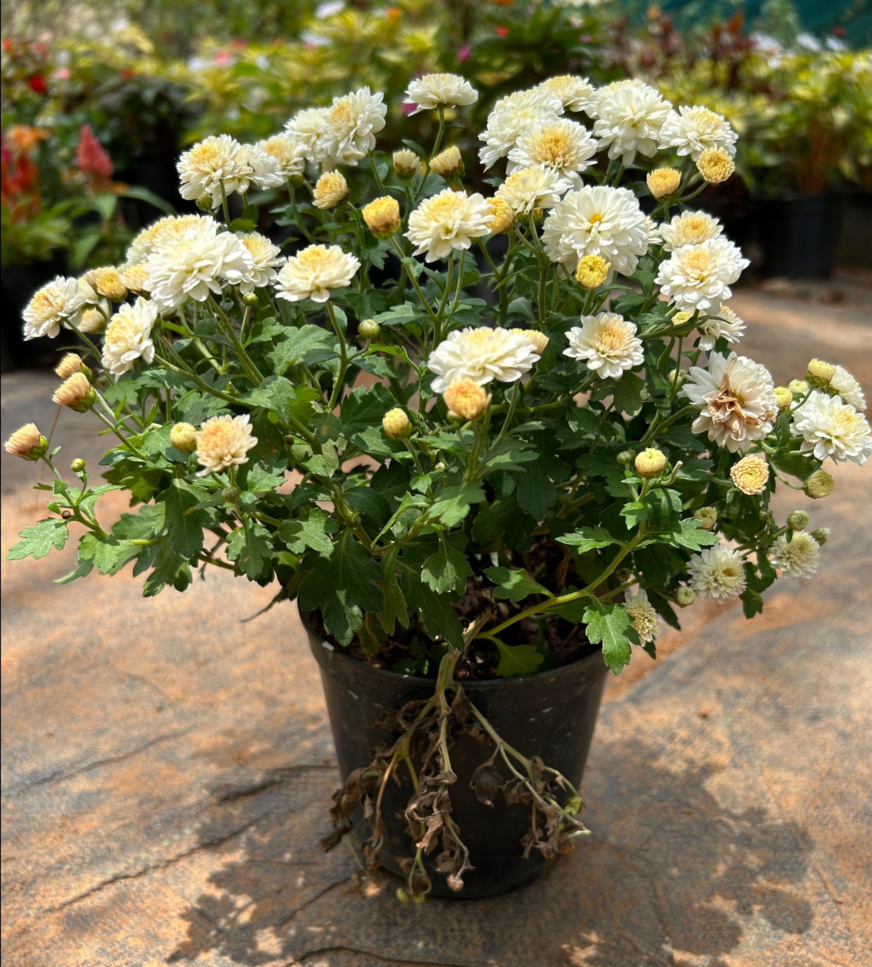 Dwarf White Chrysanthemum Flowering Live Plant - Pot with Flowers