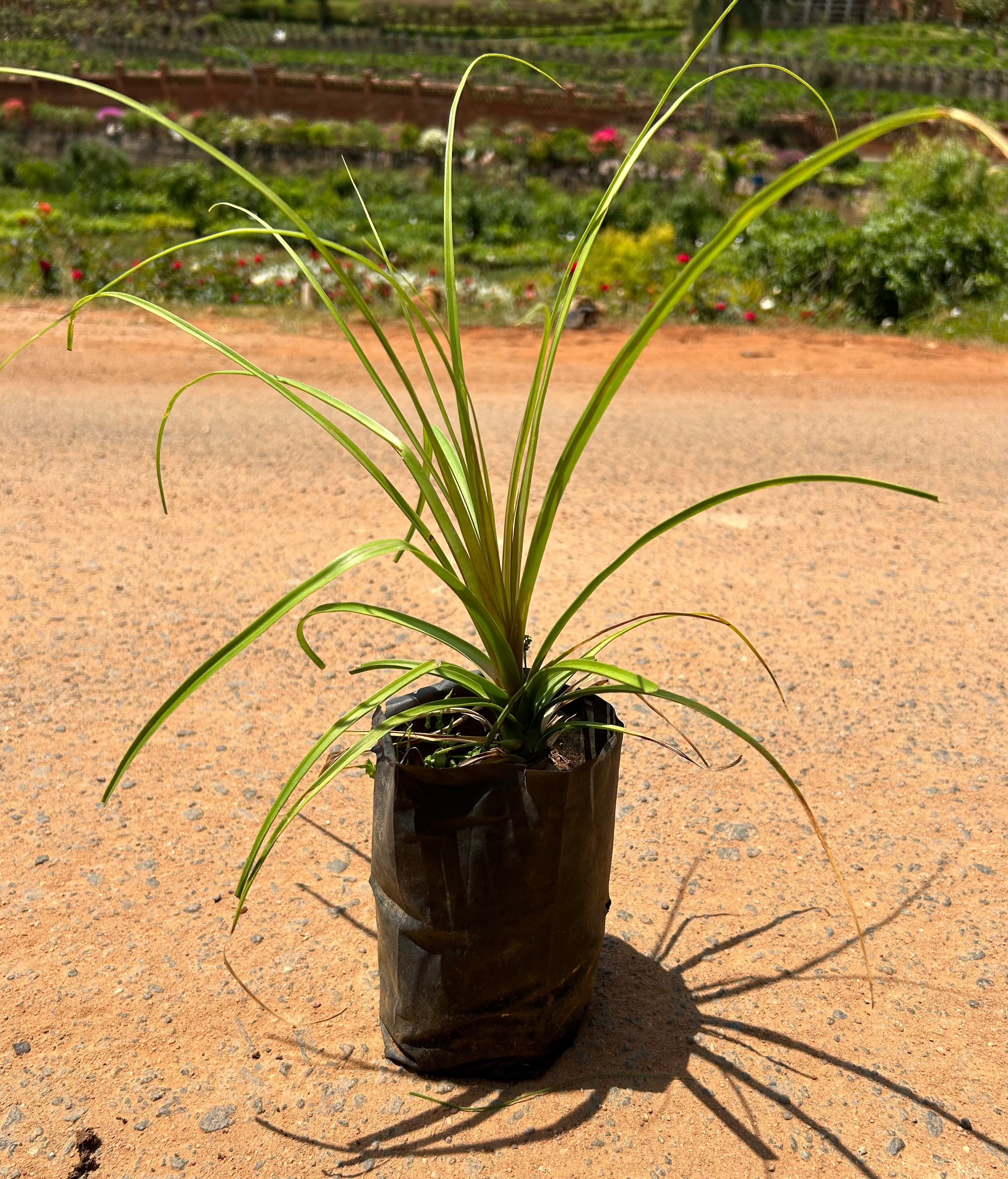 Ponytail (Nolina) Palm Ornamental Live Plant