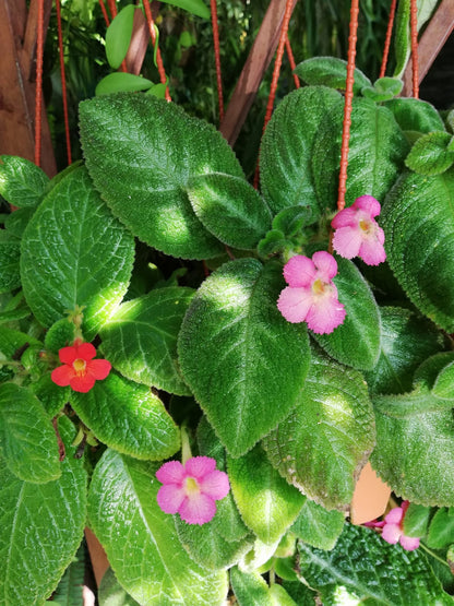 Episcia Cupreata Green Leaf with Pink Flower (Hanging) All Time Flowering Live Plant