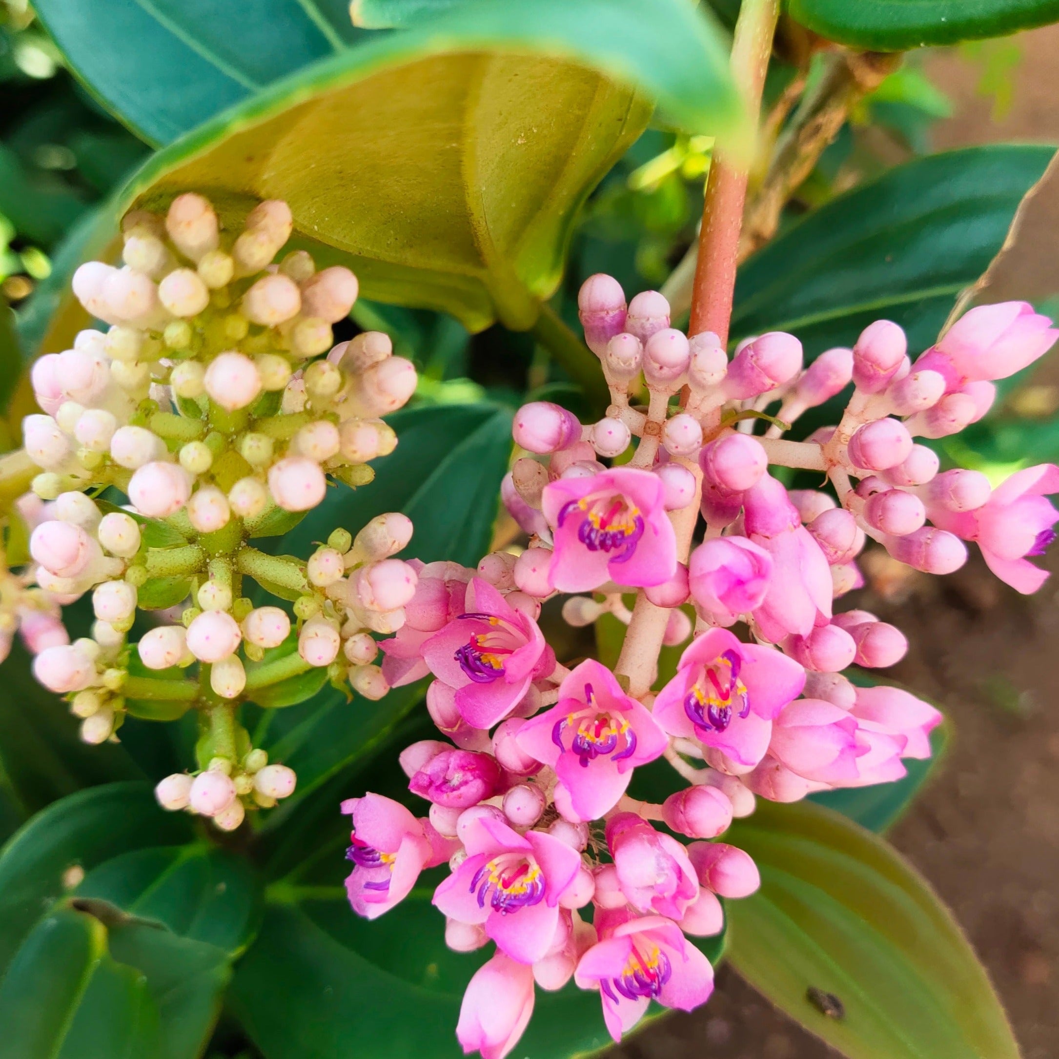 Medinilla Speciosa Pink Flowering Live Plant