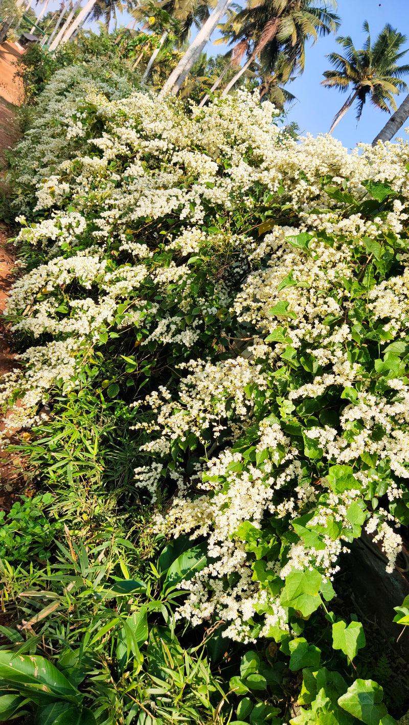 Porana Paniculata (Manimulla) Layered Live Plant