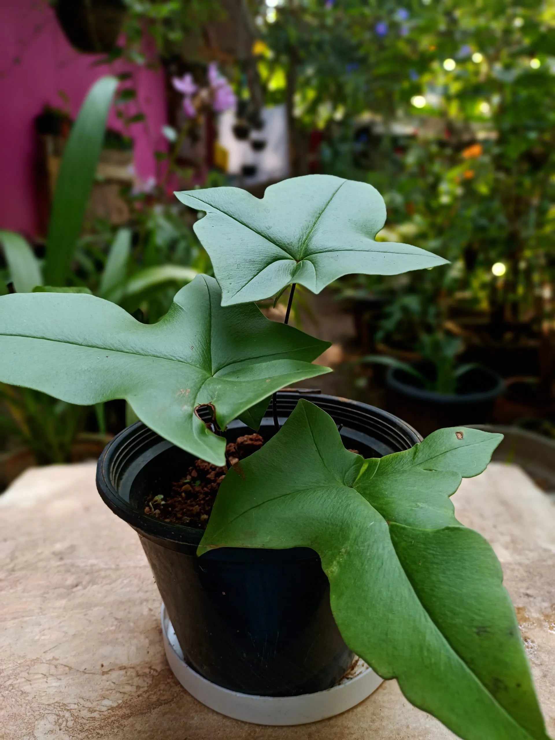 Duck Foot Fern (Doryopteris Ludens) Indoor / Outdoor Live Plant