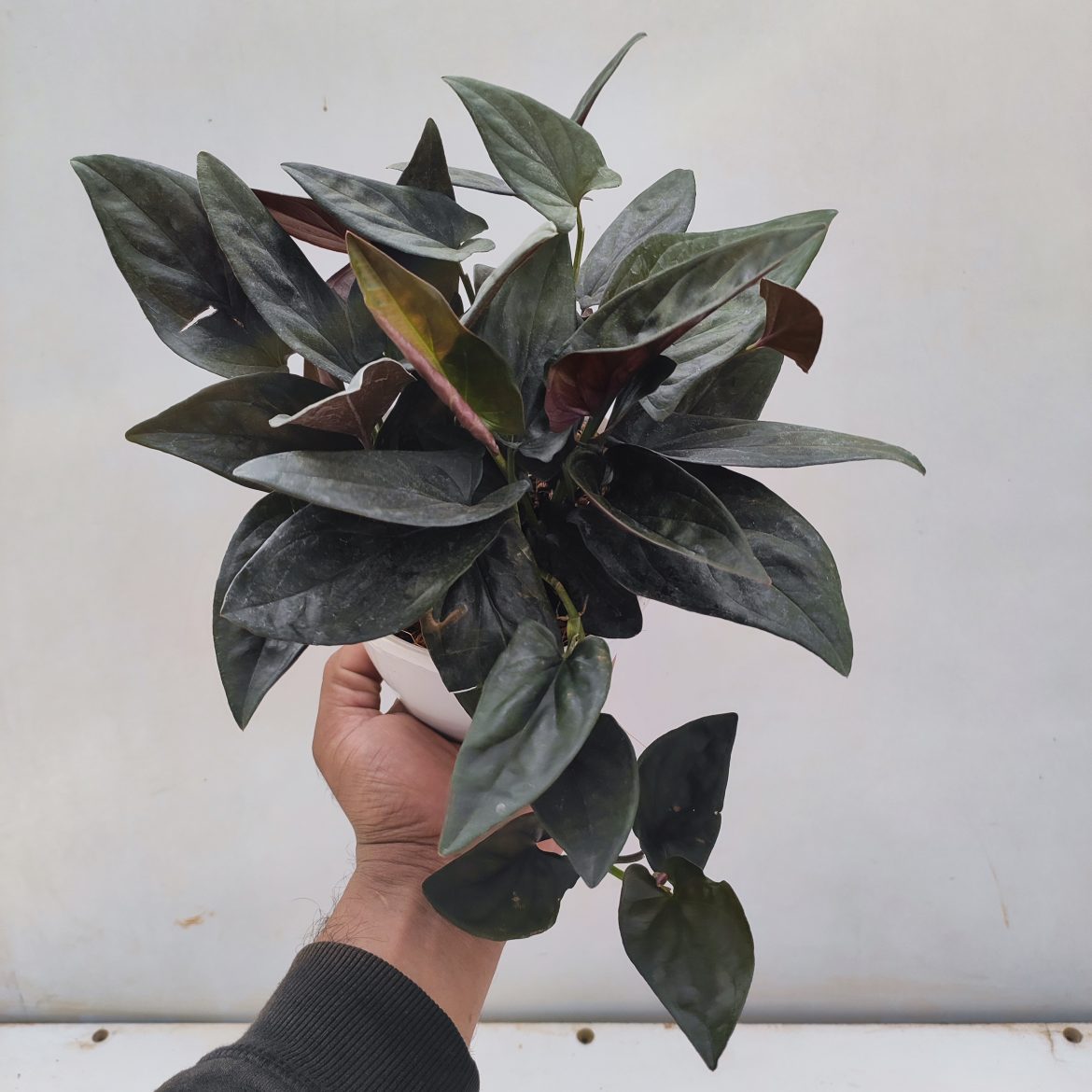 Black Pothos (Syngonium erythrophyllum) Money Plant Indoor Live Plant