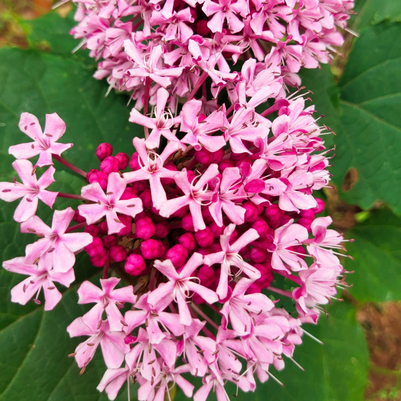 Cashmere Bouquet (Clerodendrum bungei) Layered Flowering Live Plant