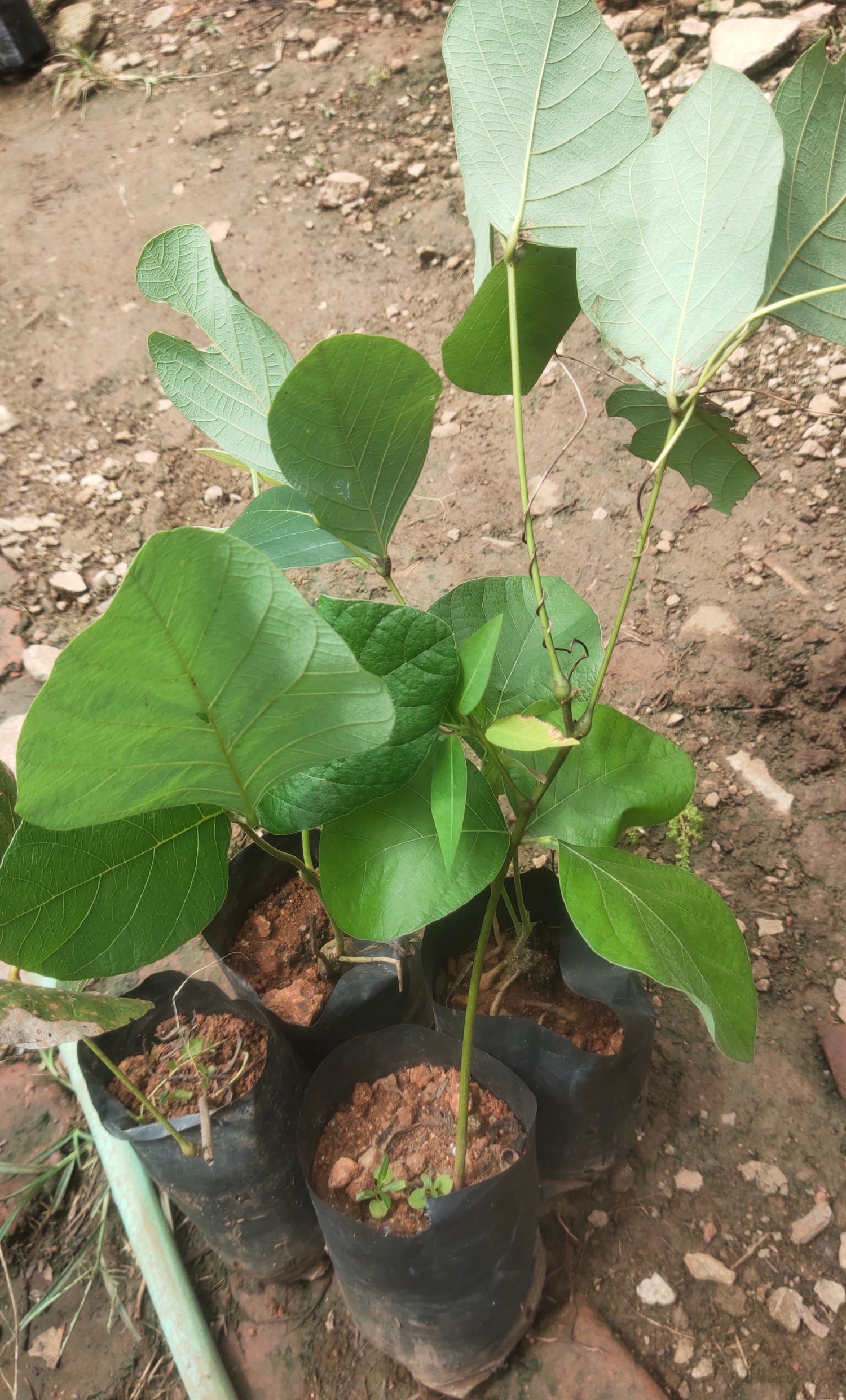 Red Palash (Butea monosperma) All Time Flowering Layered Live Plant