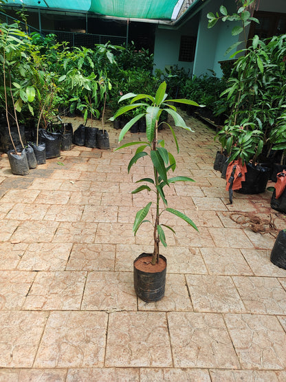 Cheruku Rasalu Mango Grafted Live Plant