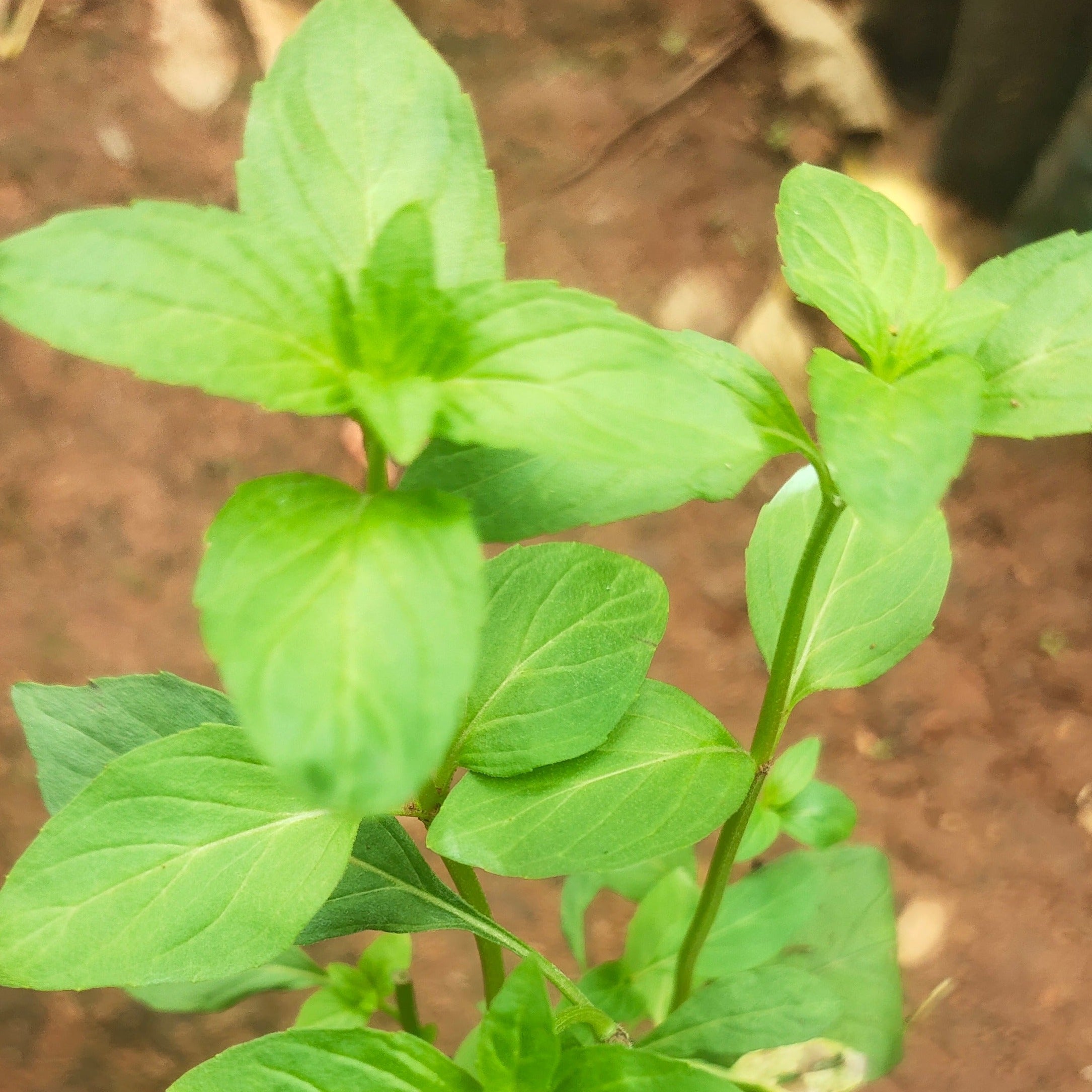 Pepper Mint (Mentha Piperita) Live Plant