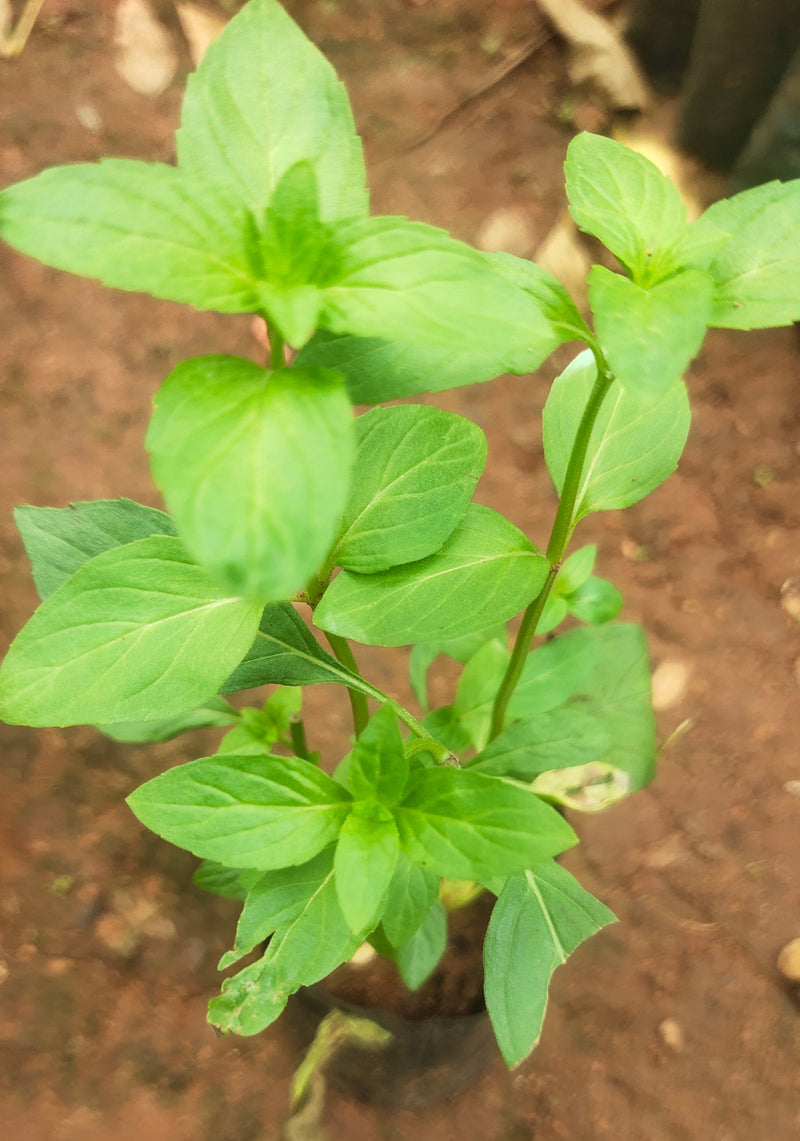 Pepper Mint (Mentha Piperita) Live Plant